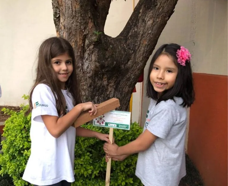 Catalogação das árvores